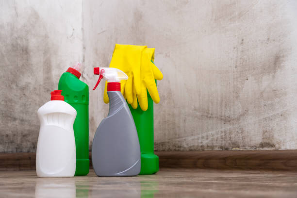 Why You Should Choose Our Mold Remediation Services in Morris, OK